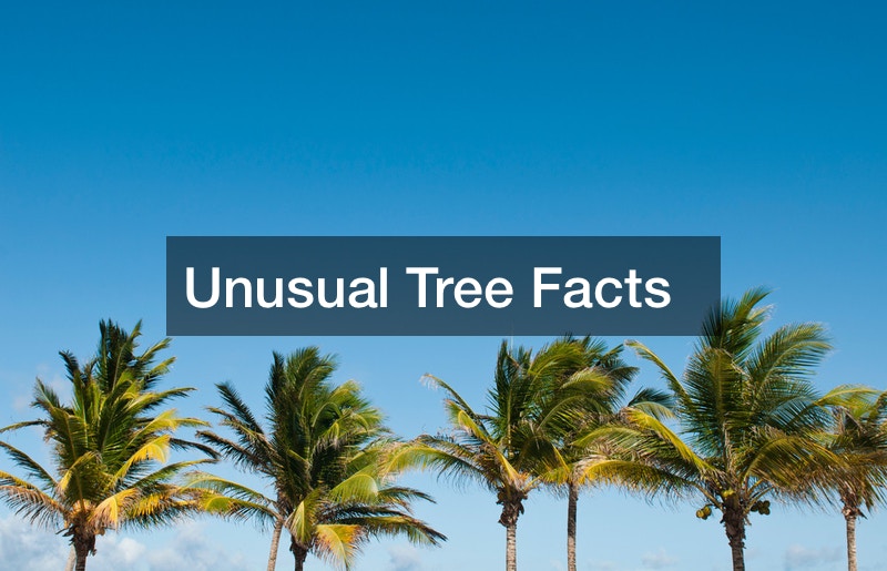 Unusual Tree Facts