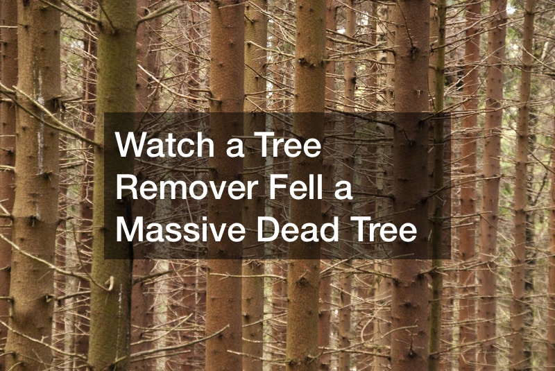 Watch a Tree Remover Fell a Massive Dead Tree