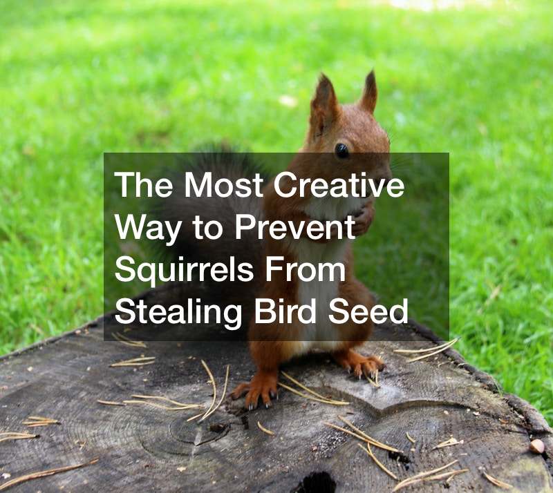 The Most Creative Way to Prevent Squirrels From Stealing Bird Seed
